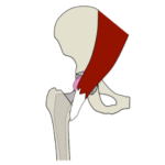 PSOAS